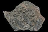 Pennsylvanian Fossil Fern (Lyginopteris) - Alabama #112726-2